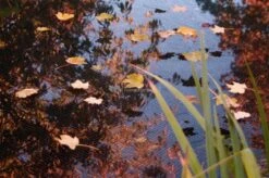 Vijvernet 6 X 100 Meter -Goedkope Droom Vijver Winkel 04300201 1 0 999x663 2