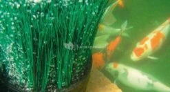 Oase OxyTex CWS Set 1000 Luchtpomp -Goedkope Droom Vijver Winkel 50249 3 0 772x415