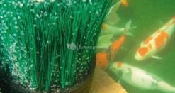 Oase OxyTex CWS Set 500 Luchtpomp -Goedkope Droom Vijver Winkel 50444 1 0 789x418