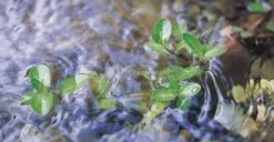 Oase Vitronic 55 W UVC-filter -Goedkope Droom Vijver Winkel 57370 vitronic11 01 gr 0 815x421 2