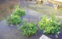 Drijvend Planteneiland Rond -Goedkope Droom Vijver Winkel SG38020B 0 709x445 1