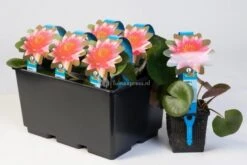 Bestsellers -Goedkope Droom Vijver Winkel gele dwergwaterlelie nymphaea pygmaea helvola waterlelie 2 0 900x600