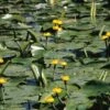 Gele Plomp (Nuphar Lutea) Waterlelie 2 Gele Plomp (Nuphar Lutea) Waterlelie -Goedkope Droom Vijver Winkel gele plomp nuphar lutea waterlelie 1 0 900x900