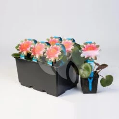 Goedkope Droom Vijver Winkel -Goedkope Droom Vijver Winkel gele plomp nuphar lutea waterlelie 2 0 1200x1200