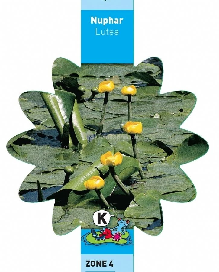 Gele Plomp (Nuphar Lutea) Waterlelie 5 Gele Plomp (Nuphar Lutea) Waterlelie - Afbeelding 3