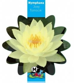 Gele Waterlelie (Nymphaea Joey Tomocik) Waterlelie -Goedkope Droom Vijver Winkel gele waterlelie nymphaea joey tomocik waterlelie 3 0 799x900