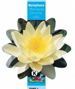 Gele Waterlelie (Nymphaea “Marliacea Chromatella”) Waterlelie 7 Gele Waterlelie (Nymphaea “Marliacea Chromatella”) Waterlelie -Goedkope Droom Vijver Winkel gele waterlelie nymphaea marliacea chromatella waterlelie 3 0 761x900