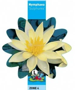 Gele Waterlelie (Nymphaea Sulphurea) Waterlelie -Goedkope Droom Vijver Winkel gele waterlelie nymphaea sulphurea waterlelie 3 0 753x900