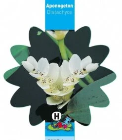 Kaapse Waterlelie (Aponogeton Distachyos) Waterlelie -Goedkope Droom Vijver Winkel kaapse waterlelie aponogeton distachyos waterlelie 3 0 786x900