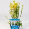 Mix Waterplanten In Vijvermand -Goedkope Droom Vijver Winkel mix waterplanten in vijvermand 1 0 900x900