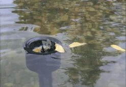 OASE AquaSkim 20 Skimmer Vijver -Goedkope Droom Vijver Winkel oase aquaskim 20 skimmer 51236 1 0 569x393