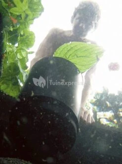 OASE AquaSkim 40 Skimmer Vijver 10 OASE AquaSkim 40 Skimmer Vijver -Goedkope Droom Vijver Winkel oase aquaskim 40 skimmer 56907 4 0 411x549