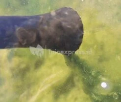 OASE PondoVac 3 Vijverstofzuiger 11 OASE PondoVac 3 Vijverstofzuiger -Goedkope Droom Vijver Winkel oase pondovac 3 vijverstofzuiger 37102 3 0 373x316