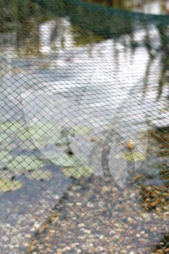 Oase Vijvernet 3 X 4 Meter 7 Oase Vijvernet 3 X 4 Meter -Goedkope Droom Vijver Winkel oase vijver afdeknet 3 x 4 m 53751 3 0 667x1000 1