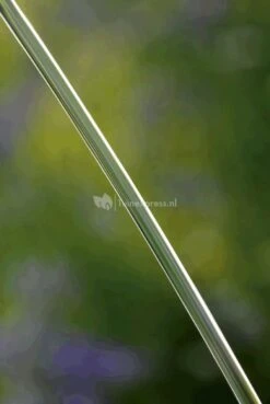 OASE Water Jet Lightning Fontein -Goedkope Droom Vijver Winkel oase water jet lightning fontein 50191 5 0 622x929