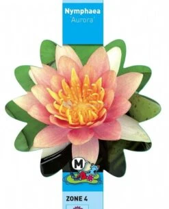 Oranje Waterlelie (Nymphaea Aurora) Waterlelie -Goedkope Droom Vijver Winkel oranje waterlelie nymphaea aurora waterlelie 3 0 728x900