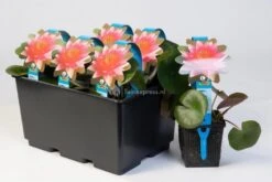 Bestsellers -Goedkope Droom Vijver Winkel oranje waterlelie nymphaea sioux waterlelie 2 0 900x600