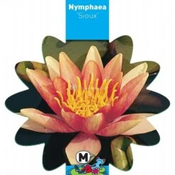 Oranje Waterlelie (Nymphaea Sioux) Waterlelie -Goedkope Droom Vijver Winkel oranje waterlelie nymphaea sioux waterlelie 3 0 900x900