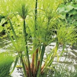 Papyrus (Cyperus Papyrus 'Perkamentus') Moerasplant