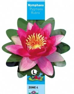 Rode Dwergwaterlelie (Nymphaea Pygmaea Rubra) Waterlelie -Goedkope Droom Vijver Winkel rode dwergwaterlelie nymphaea pygmaea rubra waterlelie 3 0 709x900