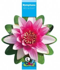 Rode Waterlelie (Nymphaea Attraction) Waterlelie -Goedkope Droom Vijver Winkel rode waterlelie nymphaea attraction waterlelie 3 0 773x900