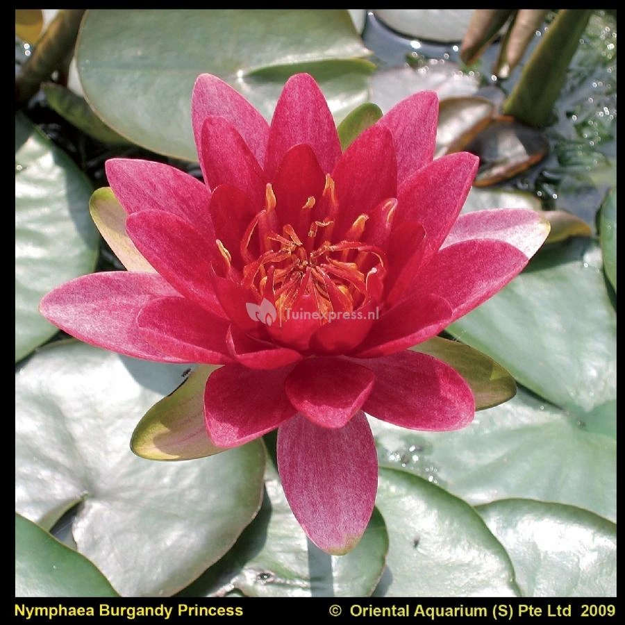 Rode Waterlelie (Nymphaea Burgundy Princess) Waterlelie 3 Rode Waterlelie (Nymphaea Burgundy Princess) Waterlelie