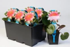 Bestsellers -Goedkope Droom Vijver Winkel rode waterlelie nymphaea burgundy princess waterlelie 2 0 900x599