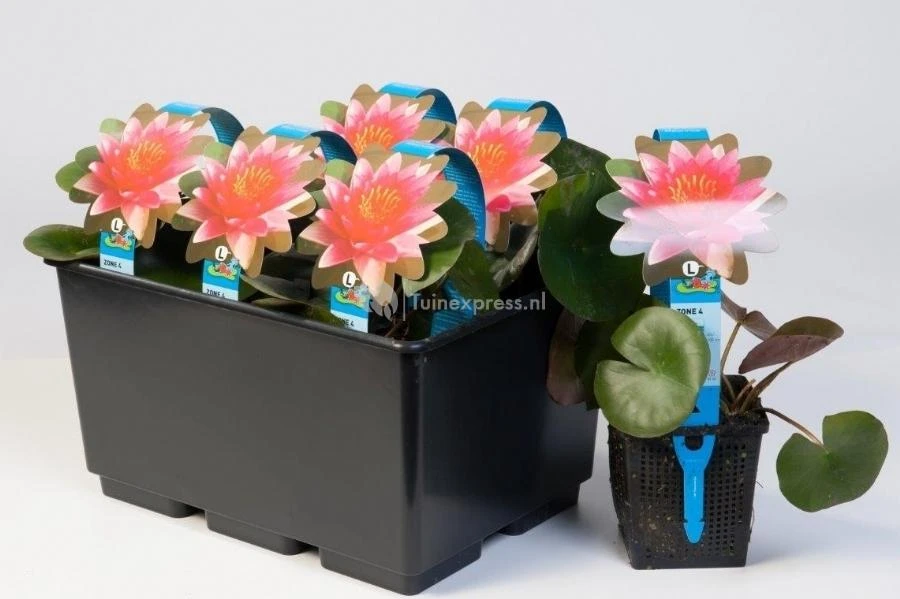 Rode Waterlelie (Nymphaea Burgundy Princess) Waterlelie 4 Rode Waterlelie (Nymphaea Burgundy Princess) Waterlelie - Afbeelding 2