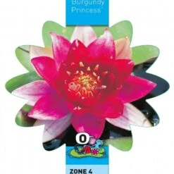 Rode Waterlelie (Nymphaea Burgundy Princess) Waterlelie 7 Rode Waterlelie (Nymphaea Burgundy Princess) Waterlelie -Goedkope Droom Vijver Winkel rode waterlelie nymphaea burgundy princess waterlelie 3 0 900x899