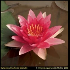 Rode Waterlelie (Nymphaea Charles De Meurville) Waterlelie