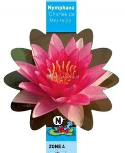 Rode Waterlelie (Nymphaea Charles De Meurville) Waterlelie -Goedkope Droom Vijver Winkel rode waterlelie nymphaea charles de meurville waterlelie 3 0 736x900