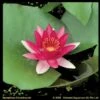 Rode Waterlelie (Nymphaea Escarboucle) Waterlelie 2 Rode Waterlelie (Nymphaea Escarboucle) Waterlelie -Goedkope Droom Vijver Winkel rode waterlelie nymphaea escarboucle waterlelie 1 0 900x899