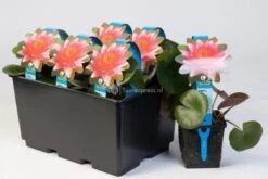 Bestsellers -Goedkope Droom Vijver Winkel rode waterlelie nymphaea escarboucle waterlelie 2 0 900x600