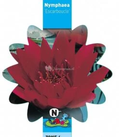 Rode Waterlelie (Nymphaea Escarboucle) Waterlelie -Goedkope Droom Vijver Winkel rode waterlelie nymphaea escarboucle waterlelie 3 0 783x900