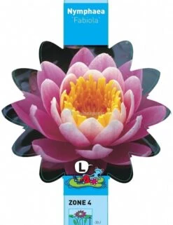 Roze Waterlelie (Nymphaea Fabiola) Waterlelie -Goedkope Droom Vijver Winkel roze waterlelie nymphaea fabiola waterlelie 3 0 693x900
