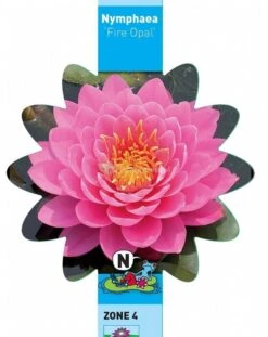 Roze Waterlelie (Nymphaea Fire Opal) Waterlelie -Goedkope Droom Vijver Winkel roze waterlelie nymphaea fire opal waterlelie 3 0 714x900
