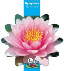 Roze Waterlelie (Nymphaea Hollandia) Waterlelie -Goedkope Droom Vijver Winkel roze waterlelie nymphaea hollandia waterlelie 3 0 811x900