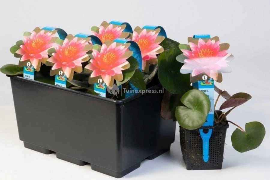 Roze Waterlelie (Nymphaea James Brydon) Waterlelie 3 Roze Waterlelie (Nymphaea James Brydon) Waterlelie - Afbeelding 2