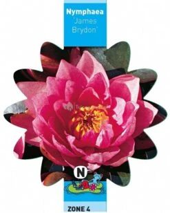 Roze Waterlelie (Nymphaea James Brydon) Waterlelie 6 Roze Waterlelie (Nymphaea James Brydon) Waterlelie -Goedkope Droom Vijver Winkel roze waterlelie nymphaea james brydon waterlelie 3 0 721x900