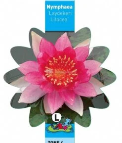 Roze Waterlelie (Nymphaea Laydekeri Lilacea) Waterlelie 7 Roze Waterlelie (Nymphaea Laydekeri Lilacea) Waterlelie -Goedkope Droom Vijver Winkel roze waterlelie nymphaea laydekeri lilacea waterlelie 3 0 770x900