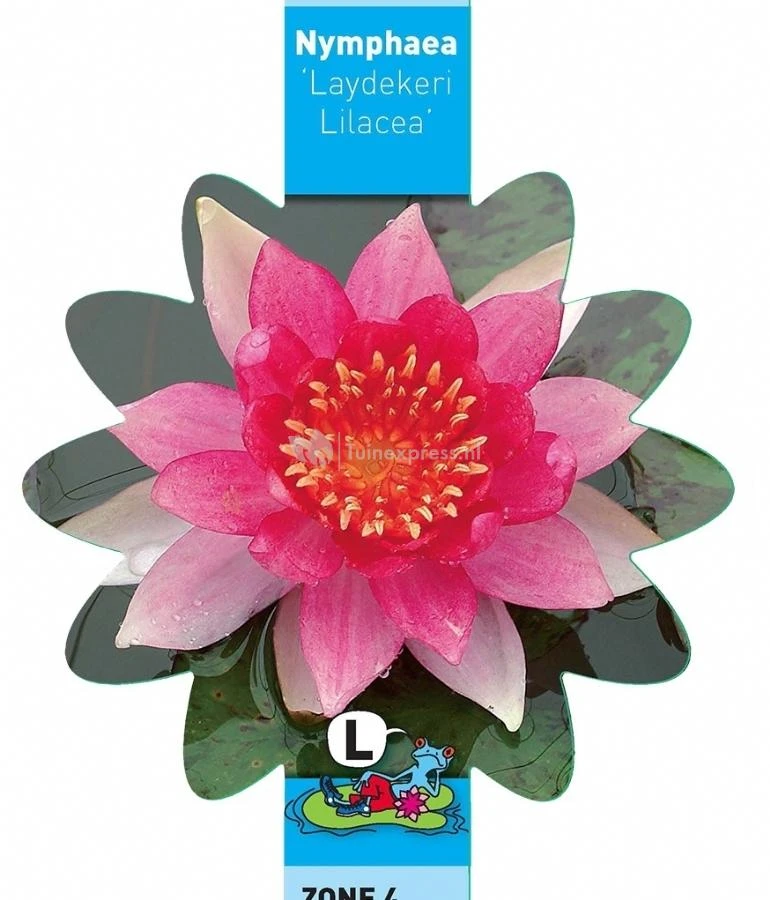 Roze Waterlelie (Nymphaea Laydekeri Lilacea) Waterlelie 5 Roze Waterlelie (Nymphaea Laydekeri Lilacea) Waterlelie - Afbeelding 3