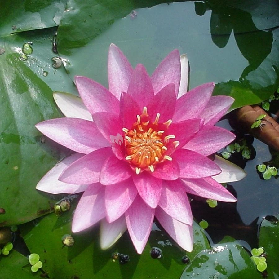 Roze Waterlelie (Nymphaea Madame Wilfron Gonnère) Waterlelie 3 Roze Waterlelie (Nymphaea Madame Wilfron Gonnère) Waterlelie