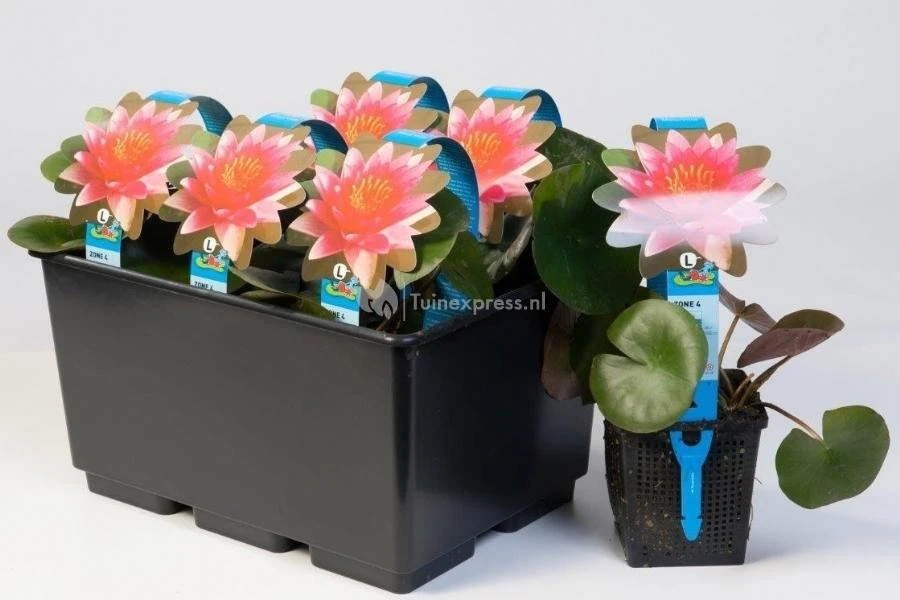 Roze Waterlelie (Nymphaea Madame Wilfron Gonnère) Waterlelie 4 Roze Waterlelie (Nymphaea Madame Wilfron Gonnère) Waterlelie - Afbeelding 2