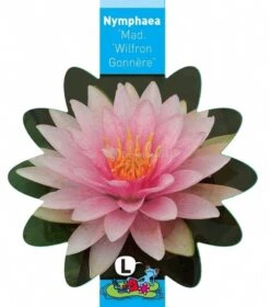 Roze Waterlelie (Nymphaea Madame Wilfron Gonnère) Waterlelie 7 Roze Waterlelie (Nymphaea Madame Wilfron Gonnère) Waterlelie -Goedkope Droom Vijver Winkel roze waterlelie nymphaea madame wilfron gonnere waterlelie 3 0 795x900