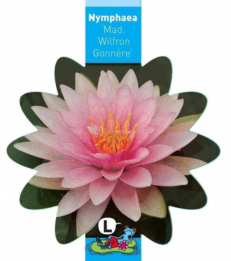 Roze Waterlelie (Nymphaea Madame Wilfron Gonnère) Waterlelie 5 Roze Waterlelie (Nymphaea Madame Wilfron Gonnère) Waterlelie - Afbeelding 3