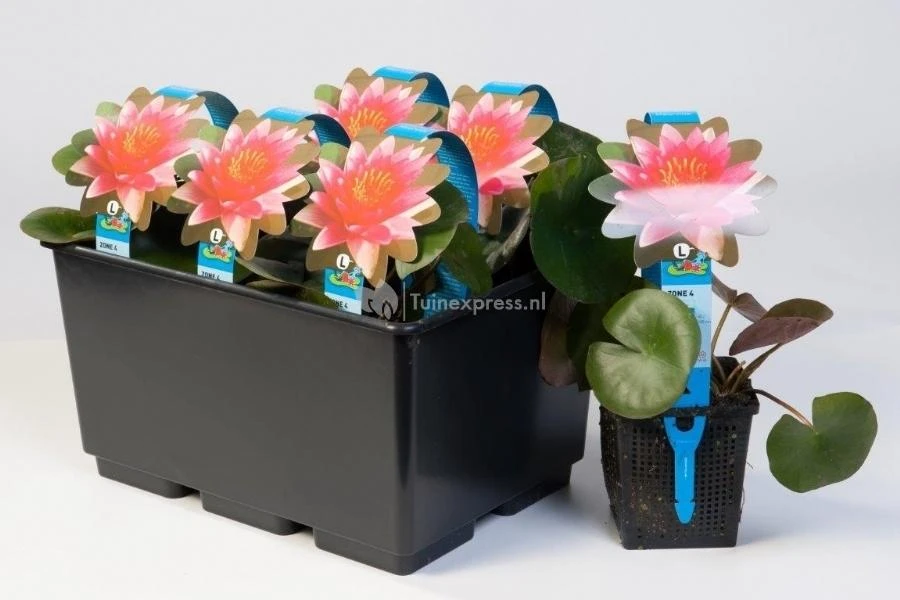 Roze Waterlelie (Nymphaea Marliacea Carnea) Waterlelie 4 Roze Waterlelie (Nymphaea Marliacea Carnea) Waterlelie - Afbeelding 2