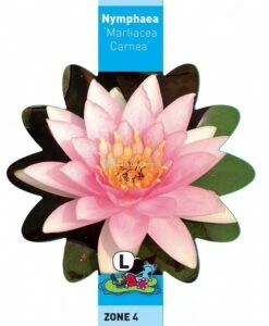 Roze Waterlelie (Nymphaea Marliacea Carnea) Waterlelie 7 Roze Waterlelie (Nymphaea Marliacea Carnea) Waterlelie -Goedkope Droom Vijver Winkel roze waterlelie nymphaea marliacea carnea waterlelie 3 0 741x900