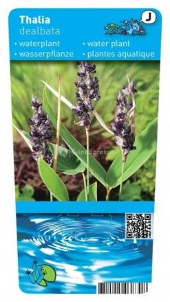 Thalia (Thalia Dealbata) Moerasplant -Goedkope Droom Vijver Winkel thalia thalia dealbata moerasplant 2 0 507x900