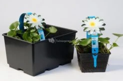 Bestsellers -Goedkope Droom Vijver Winkel tropische blauwe waterlelie nymphaea king of the blues waterlelie 2 0 900x599