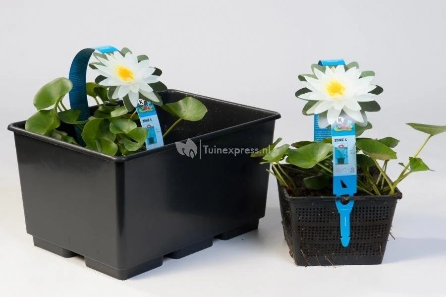 Tropische Blauwe Waterlelie (Nymphaea King Of The Blues) Waterlelie 4 Tropische Blauwe Waterlelie (Nymphaea King Of The Blues) Waterlelie - Afbeelding 2